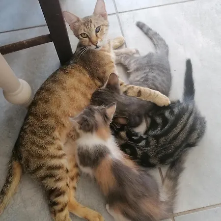 The Host - Women And Couples Only Paphos