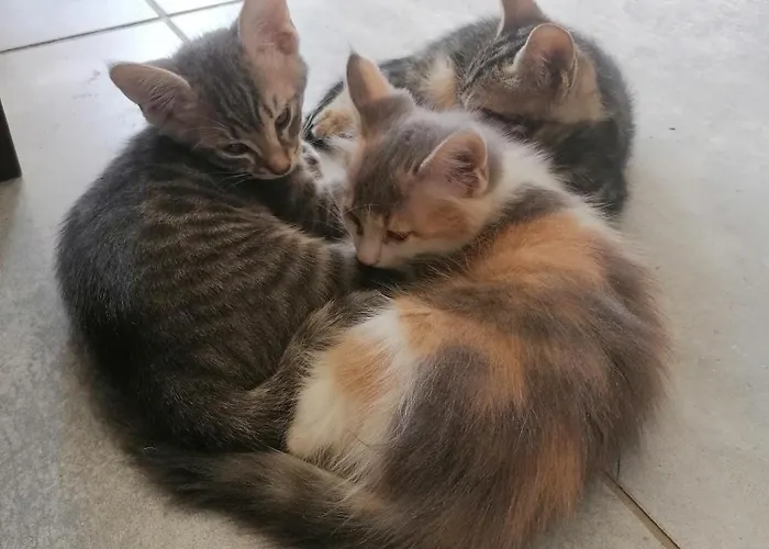 Ubytování v soukromí The Host - Women And Couples Only Paphos