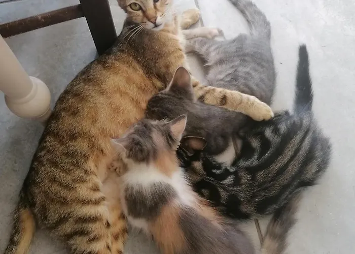 The Host - Women And Couples Only Paphos