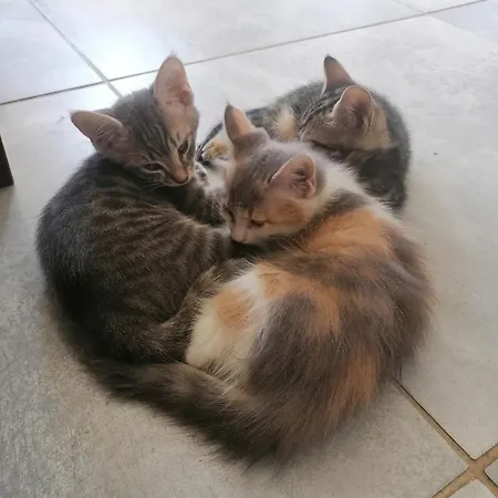 Privatunterkunft The Host - Women And Couples Only Paphos